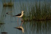 Black-winged stilt