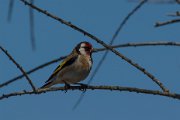 Goldfinch