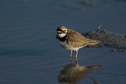 Little ringed plover