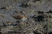 Little stint