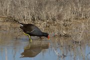 Moorhen
