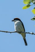 Woodchat shrike