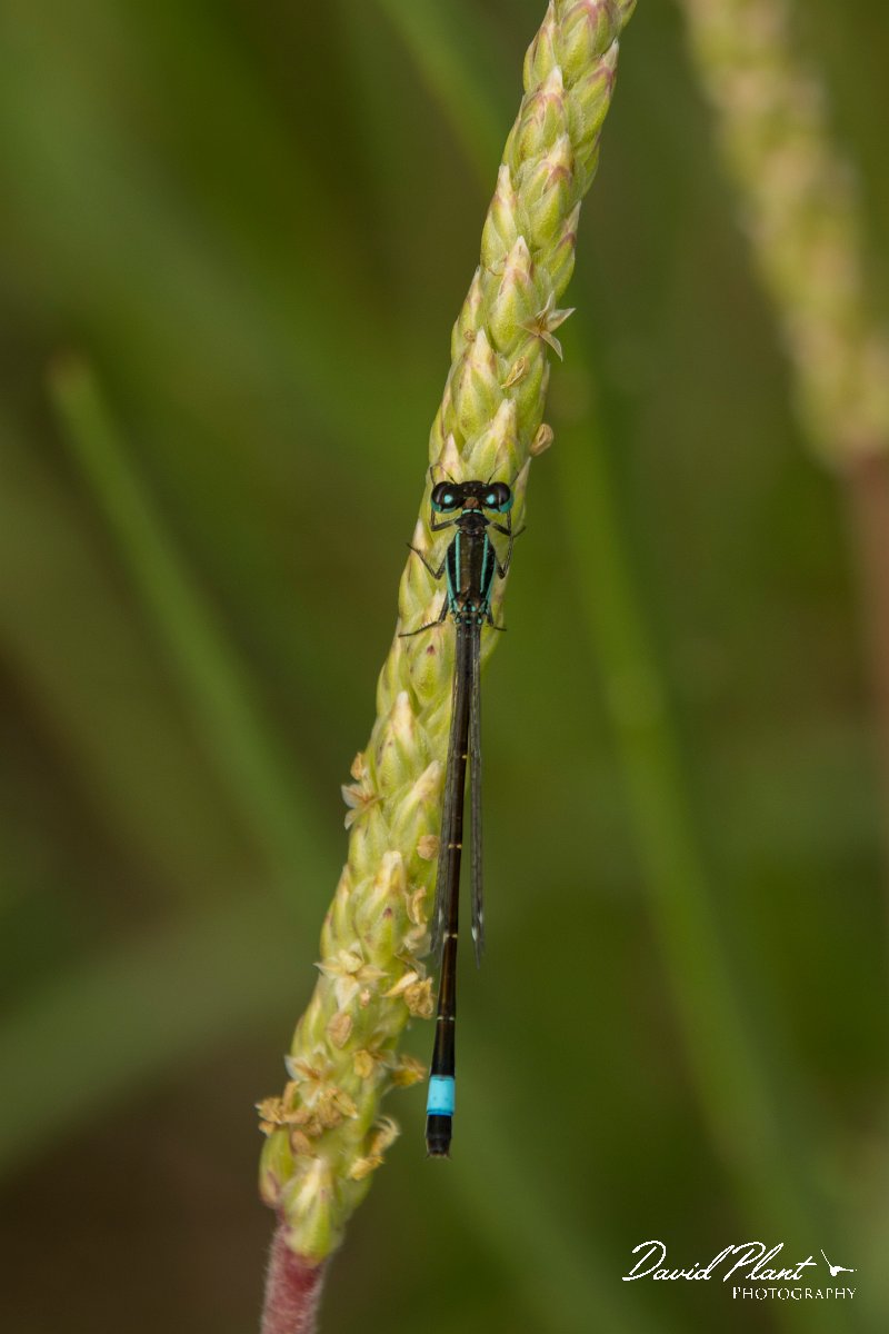 DPPhotography - Mallorca - Blue-tailed damselfly - A.jpg - Blue-tailed damselfly - s'Albufera, Mallorca