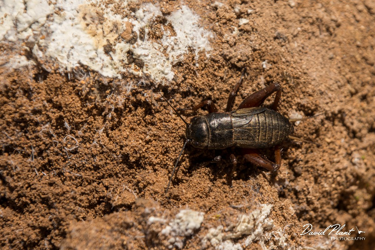 DPPhotography - Mallorca - Gryllus bimaculatus - A.jpg - Two-spotted cricket, Gryllus bimaculatus - Cap de Cala Figuera, Mallorca