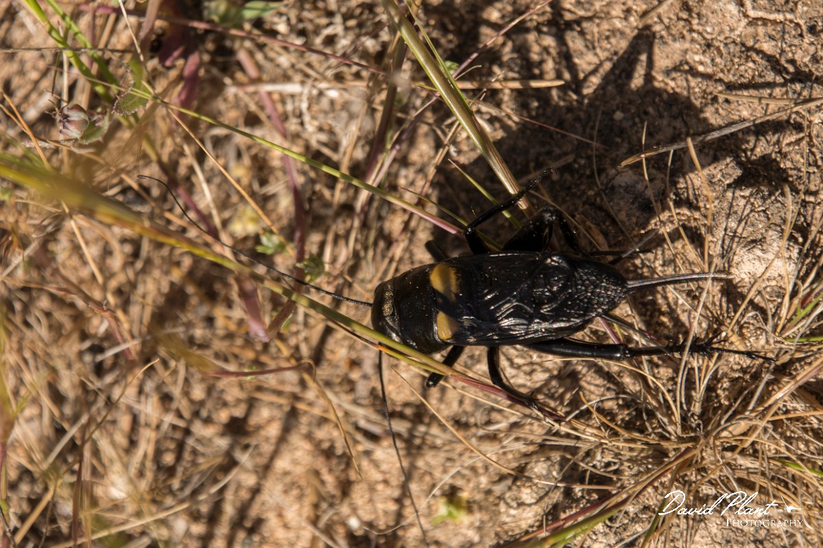 DPPhotography - Mallorca - Gryllus bimaculatus - B.jpg - Two-spotted cricket, Gryllus bimaculatus - Cap de Cala Figuera, Mallorca