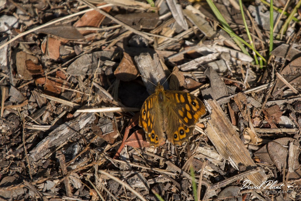 DPPhotography - Mallorca - Speckled wood - A.jpg - Speckled wood - s'Albufera, Mallorca