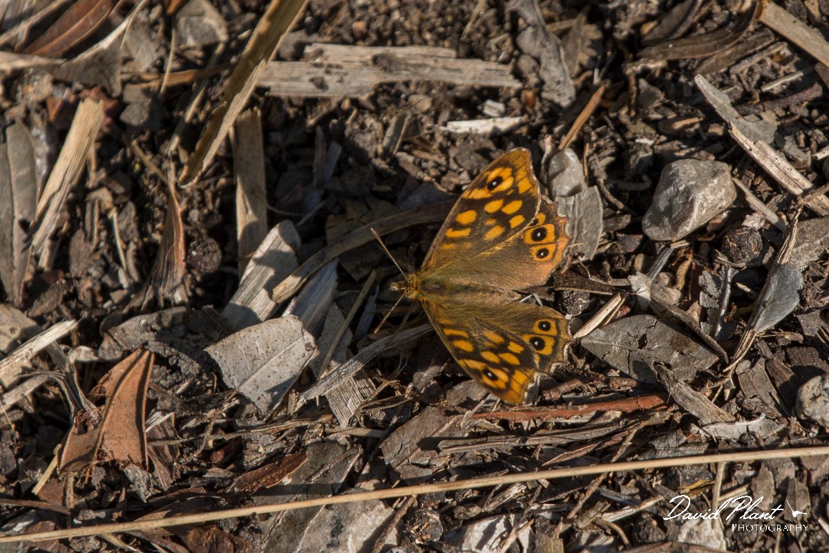 DPPhotography - Mallorca - Speckled wood - B.jpg - Speckled wood - s'Albufera, Mallorca