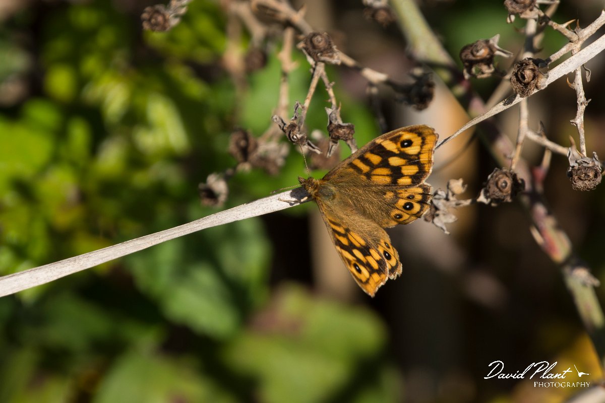 DPPhotography - Mallorca - Speckled wood - C.jpg - Speckled wood - s'Albufera, Mallorca