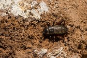 DPPhotography - Mallorca - Gryllus bimaculatus - A