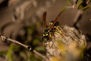 DPPhotography - Mallorca - Polistes dominula - A