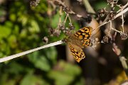 DPPhotography - Mallorca - Speckled wood - C