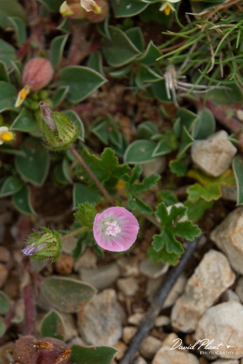 DPPhotography - Mallorca - Althaea hirsuta - A.jpg - Althaea hirsuta - s'Albufera, Mallorca