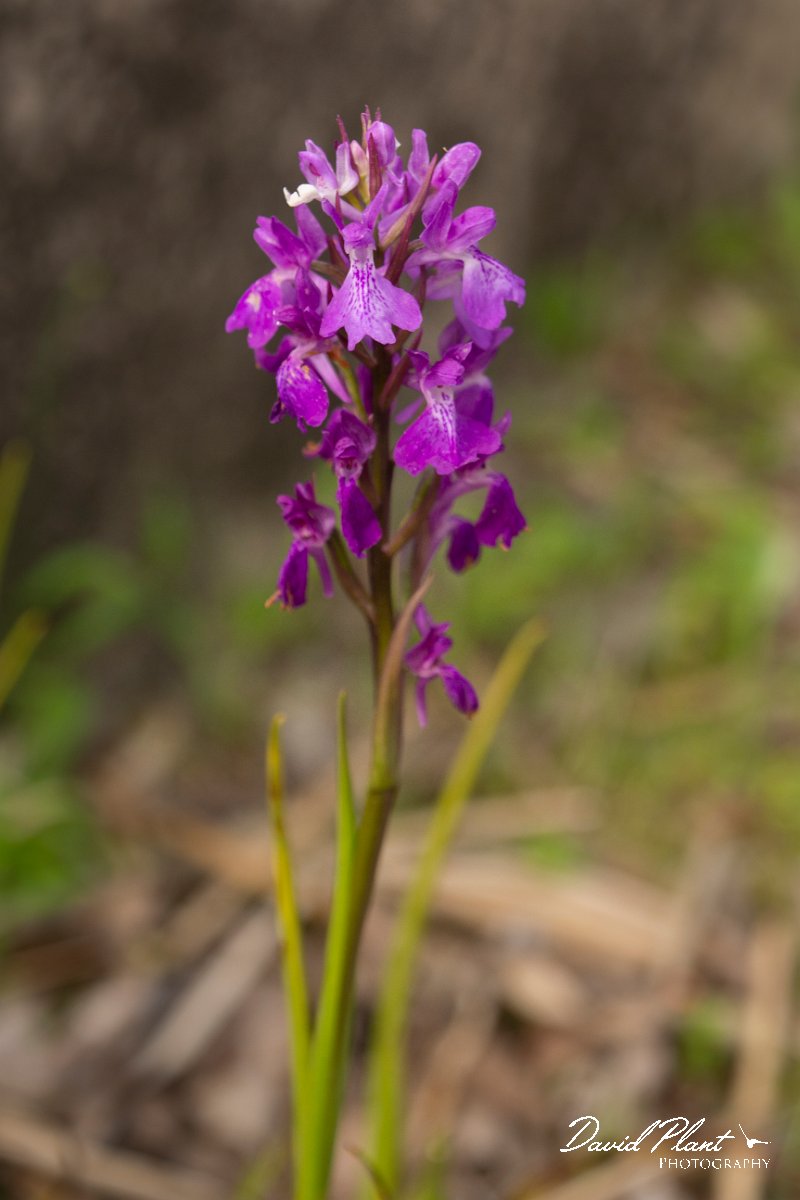 DPPhotography - Mallorca - Anacamptis palustris subsp. robusta - A.jpg - Anacamptis palustris subsp. robusta - s'Albufera, Mallorca