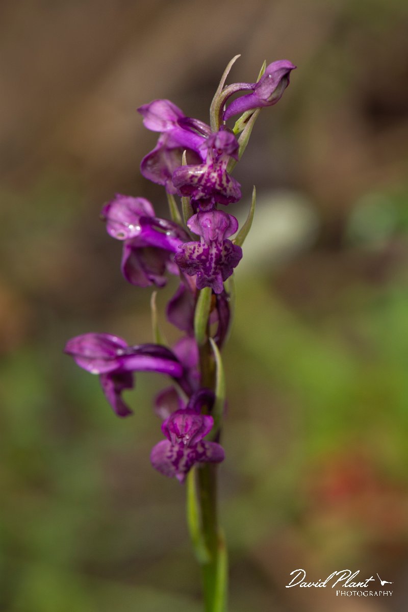 DPPhotography - Mallorca - Anacamptis x albuferensis - A.jpg - Anacamptis x albuferensis - s'Albufera, Mallorca