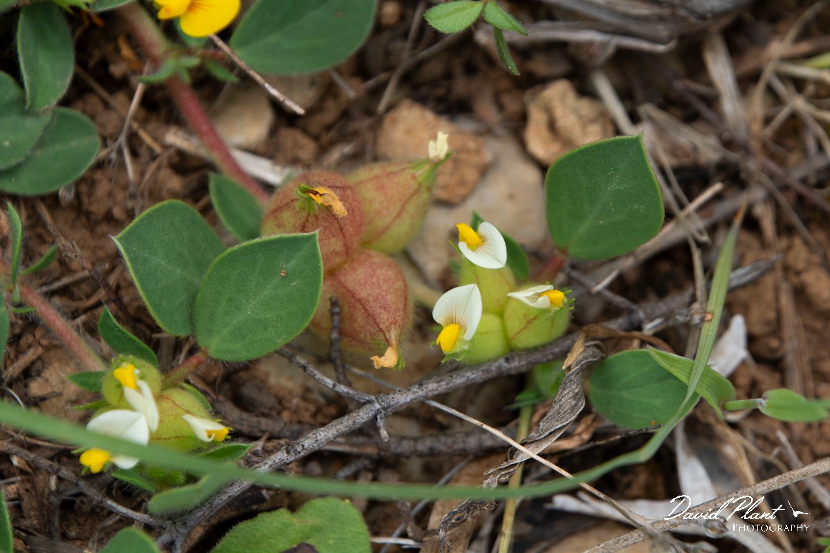 DPPhotography - Mallorca - Anthyllis tetraphylla - A.jpg - Anthyllis tetraphylla - Betlam coast, Mallorca