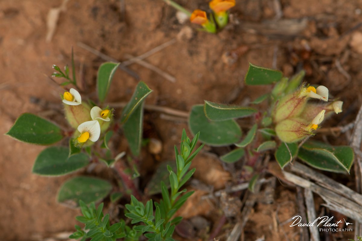 DPPhotography - Mallorca - Anthyllis tetraphylla - B.jpg - Anthyllis tetraphylla - Betlam coast, Mallorca