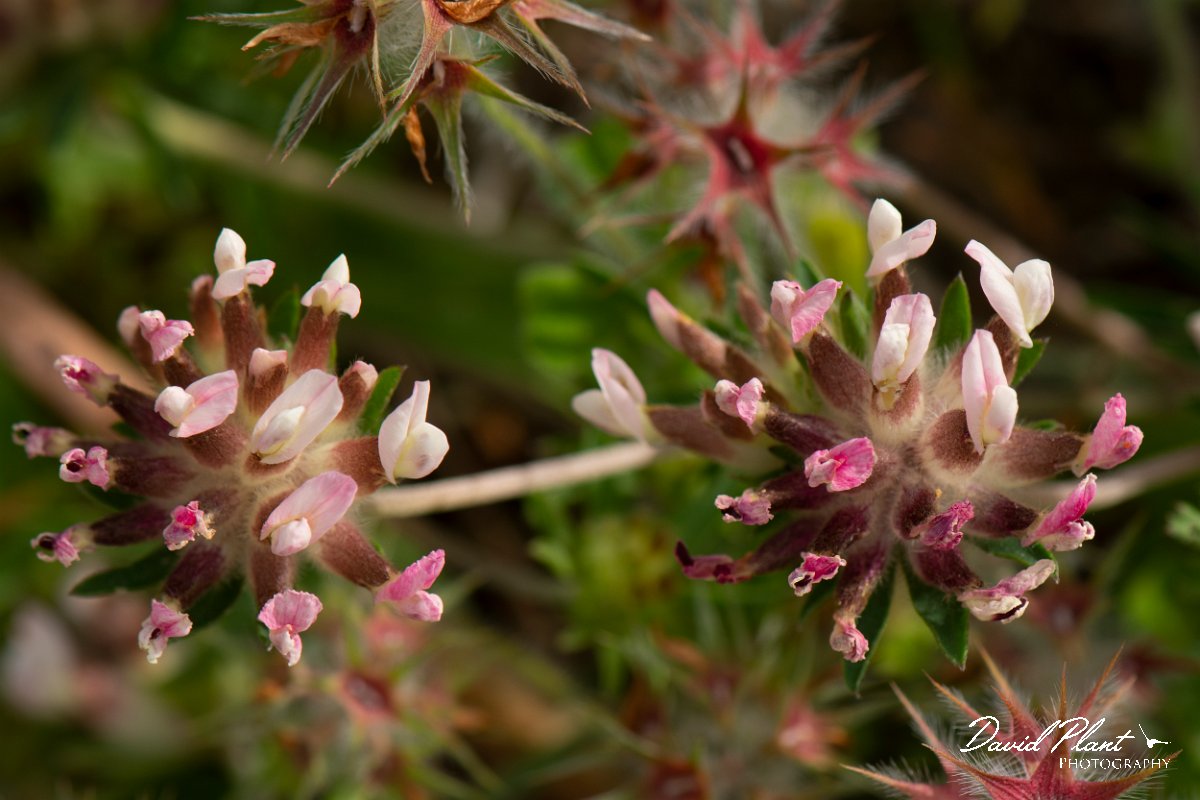DPPhotography - Mallorca - Anthyllis vulneraria subsp. gandogeri - A.jpg - Anthyllis vulneraria subsp. gandogeri - Betlam coast, Mallorca