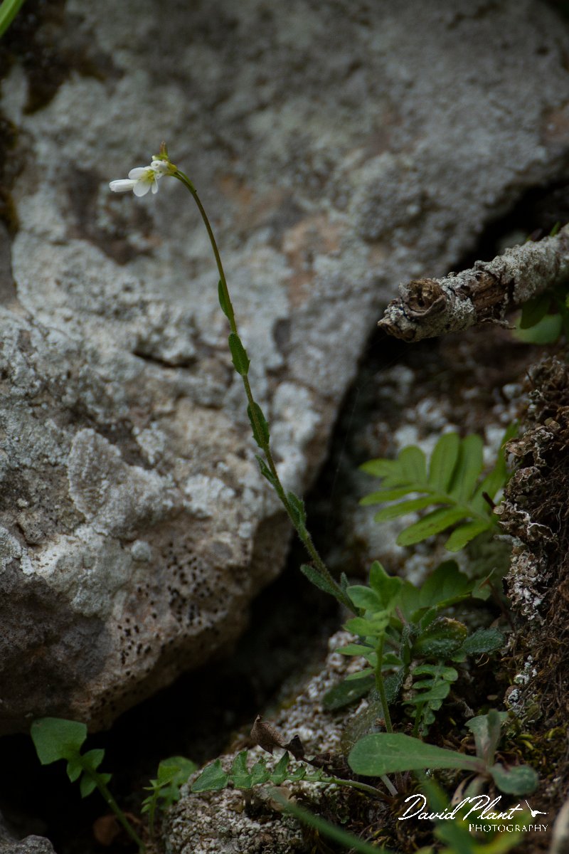 DPPhotography - Mallorca - Arabis collina - A.jpg - Arabis collina - Cuber Reservoir, Mallorca
