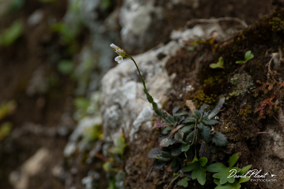 DPPhotography - Mallorca - Arabis collina - B.jpg - Arabis collina - Cuber Reservoir, Mallorca