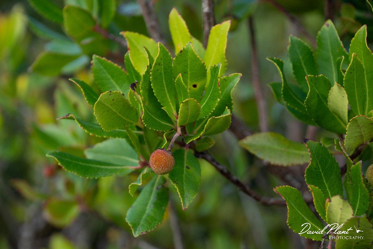 DPPhotography - Mallorca - Arbutus unedo - A.jpg - Arbutus unedo - Arta Mountains, Mallorca