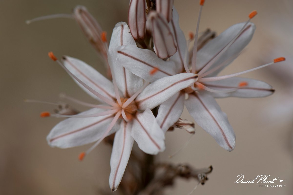 DPPhotography - Mallorca - Asphodelus aestivus - A.jpg - Asphodelus aestivus - Betlam coast, Mallorca