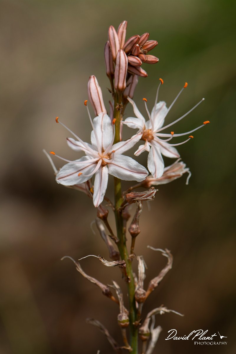 DPPhotography - Mallorca - Asphodelus aestivus - C.jpg - Asphodelus aestivus - Betlam coast, Mallorca