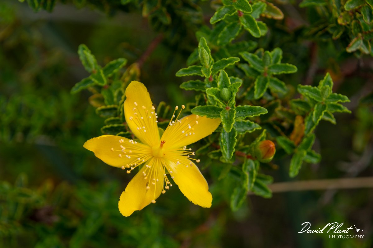 DPPhotography - Mallorca - Balearic St Johnswort, Hypericum balearicum - A.jpg - Balearic St Johnswort, Hypericum balearicum - Arta Mountains, Mallorca