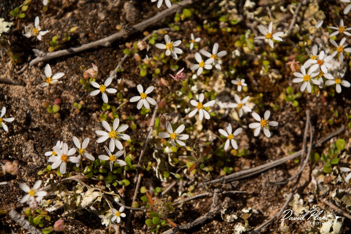 DPPhotography - Mallorca - Bellium bellidioides - A.jpg - Bellium bellidioides - Cap de Cala Figuera, Mallorca