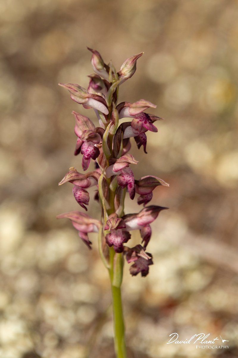 DPPhotography - Mallorca - Bug orchid, Anacamptis coriophora - A.jpg - Bug orchid, Anacamptis coriophora - Cap de Cala Figuera, Mallorca