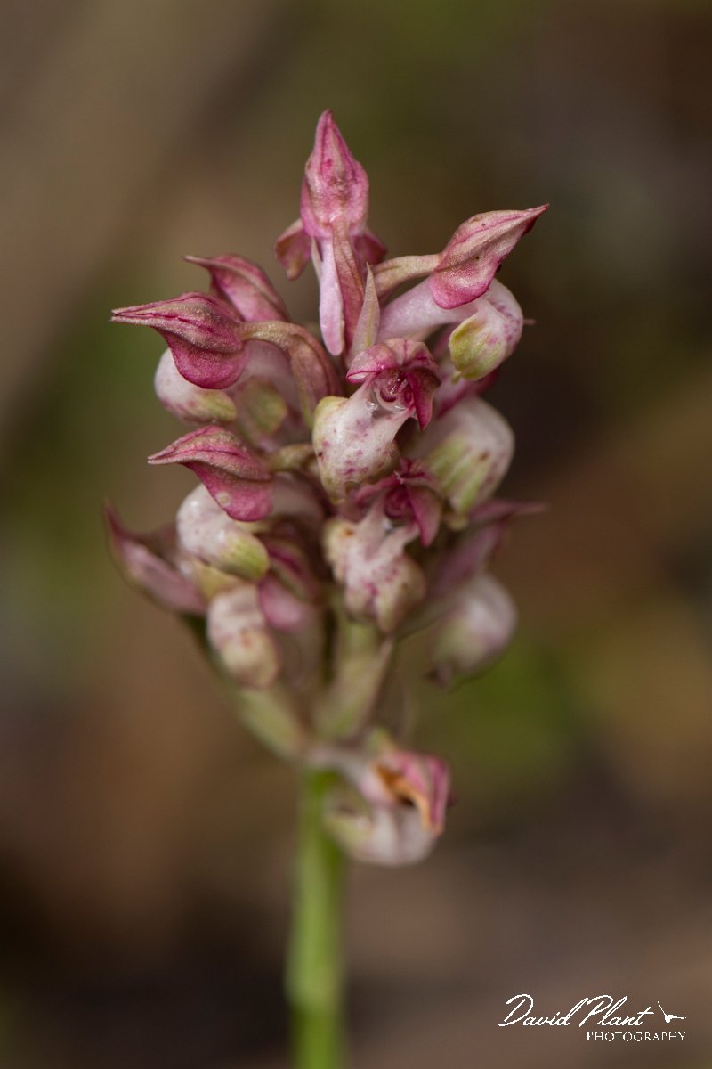 DPPhotography - Mallorca - Bug orchid, Anacamptis coriophora - B.jpg - Bug orchid, Anacamptis coriophora - s'Albufera, Mallorca