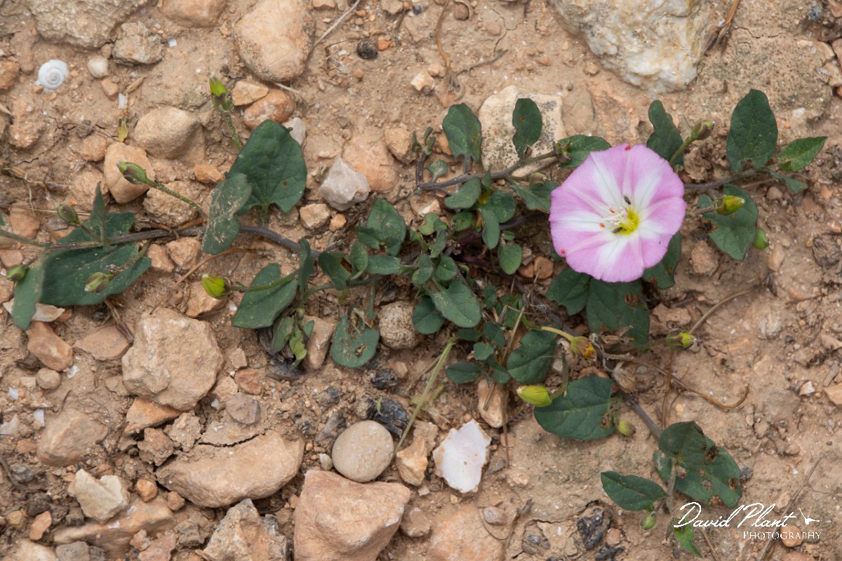 DPPhotography - Mallorca - Calystegia soldanella - A.jpg - Calystegia soldanella - Cabrera, Mallorca