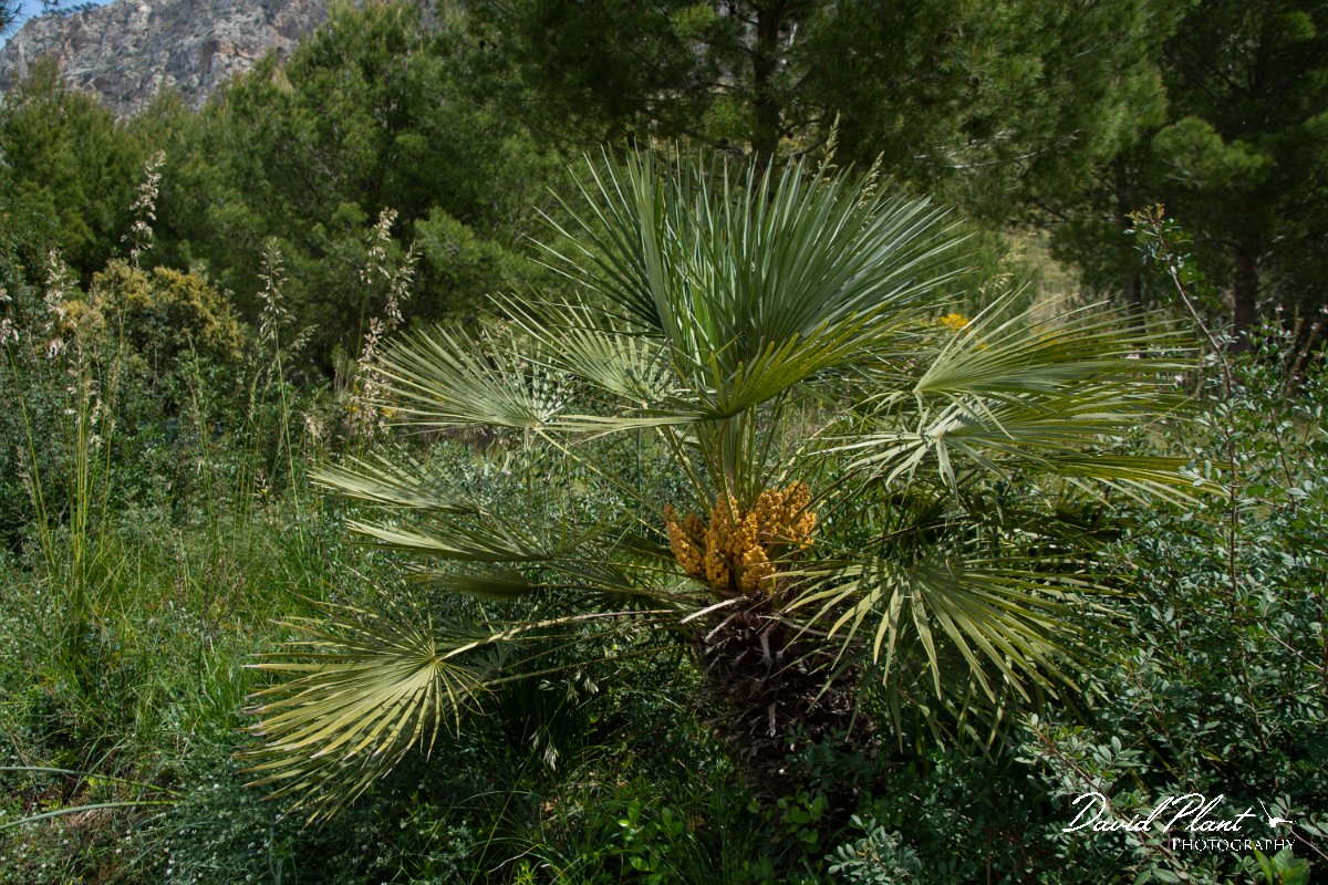 DPPhotography - Mallorca - Chamaerops humilis - A.jpg - Chamaerops humilis - Betlam coast, Mallorca