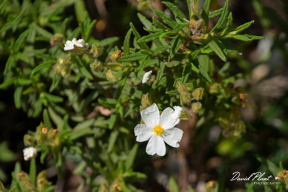 DPPhotography - Mallorca - Cistus monspeliensis - A.jpg - Cistus monspeliensis - Betlam coast, Mallorca