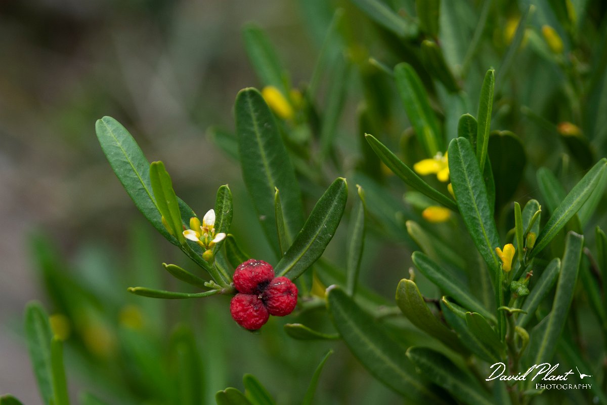 DPPhotography - Mallorca - Cneorum tricoccon - A.jpg - Cneorum tricoccon - Castell d'Alaro, Mallorca