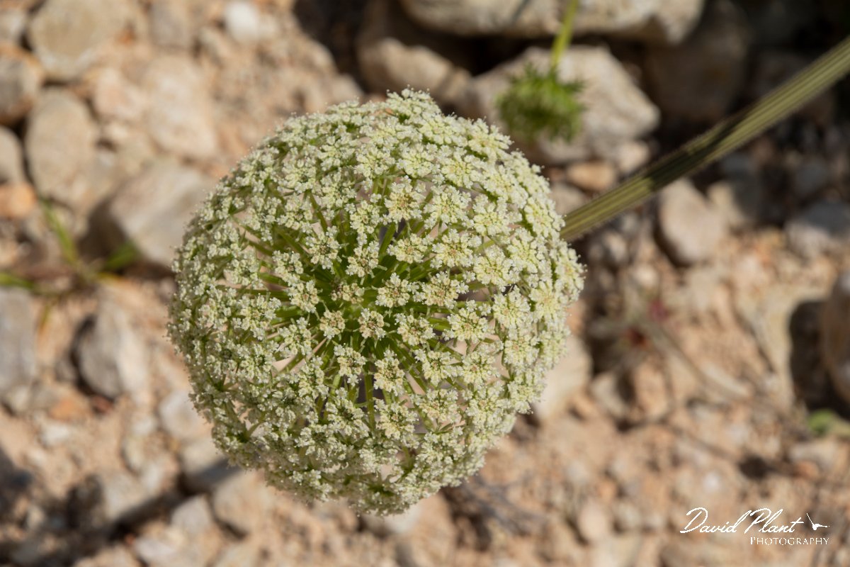 DPPhotography - Mallorca - Daucus carota majoricus - A.jpg - Daucus carota majoricus - Cabrera, Mallorca