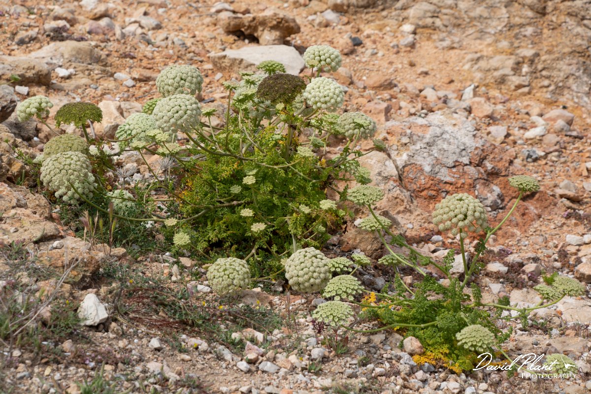 DPPhotography - Mallorca - Daucus carota majoricus - C.jpg - Daucus carota majoricus - Cabrera, Mallorca