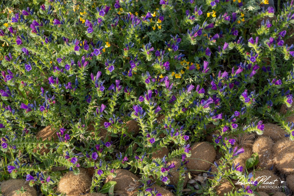 DPPhotography - Mallorca - Echium sabulicola - A.jpg - Echium sabulicola - Son Serra de Marina sand dunes, Mallorca