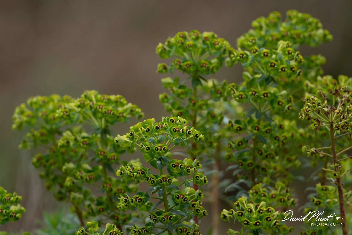 DPPhotography - Mallorca - Euphorbia characias - C.jpg - Euphorbia characias - Cuber Reservoir, Mallorca