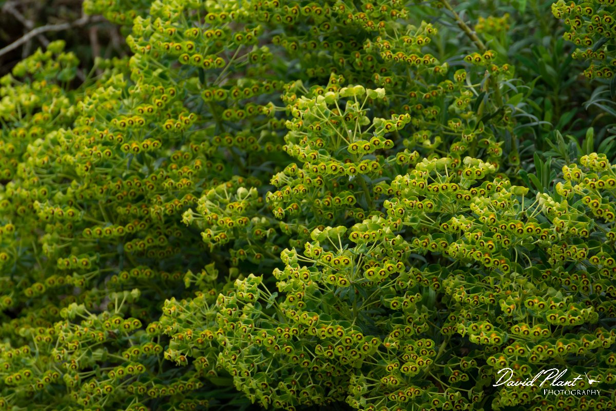 DPPhotography - Mallorca - Euphorbia characias - D.jpg - Euphorbia characias - Cuber Reservoir, Mallorca