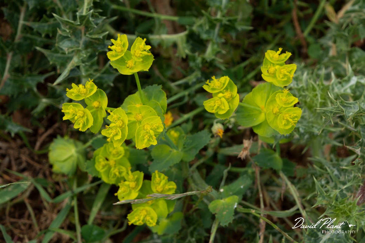 DPPhotography - Mallorca - Euphorbia serrata - A.jpg - Euphorbia serrata - Colonia Sant Jordi, Mallorca
