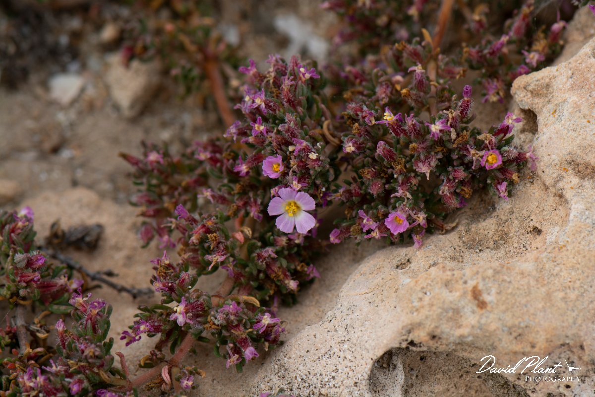 DPPhotography - Mallorca - Frankenia hirsuta - A.jpg - Frankenia hirsuta - Colonia Sant Jordi, Mallorca