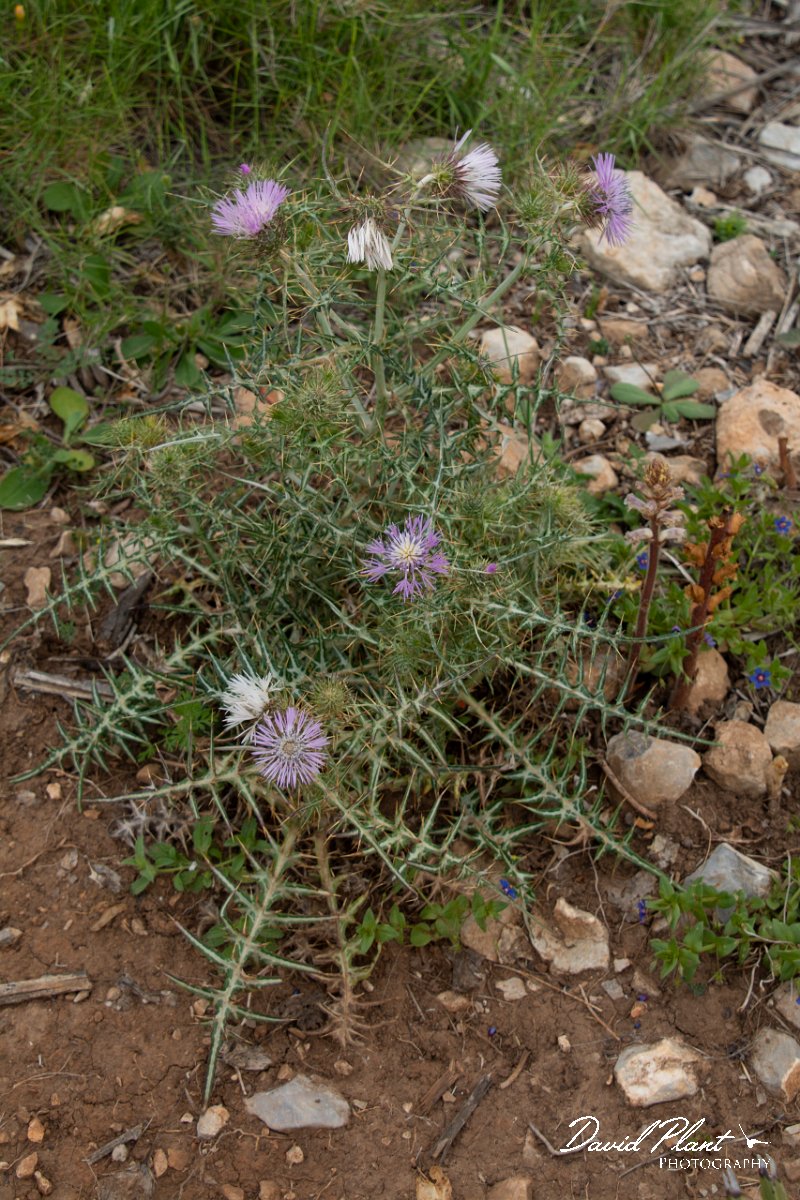 DPPhotography - Mallorca - Galactites tomentosa - B.jpg - Galactites tomentosa - Betlam coast, Mallorca