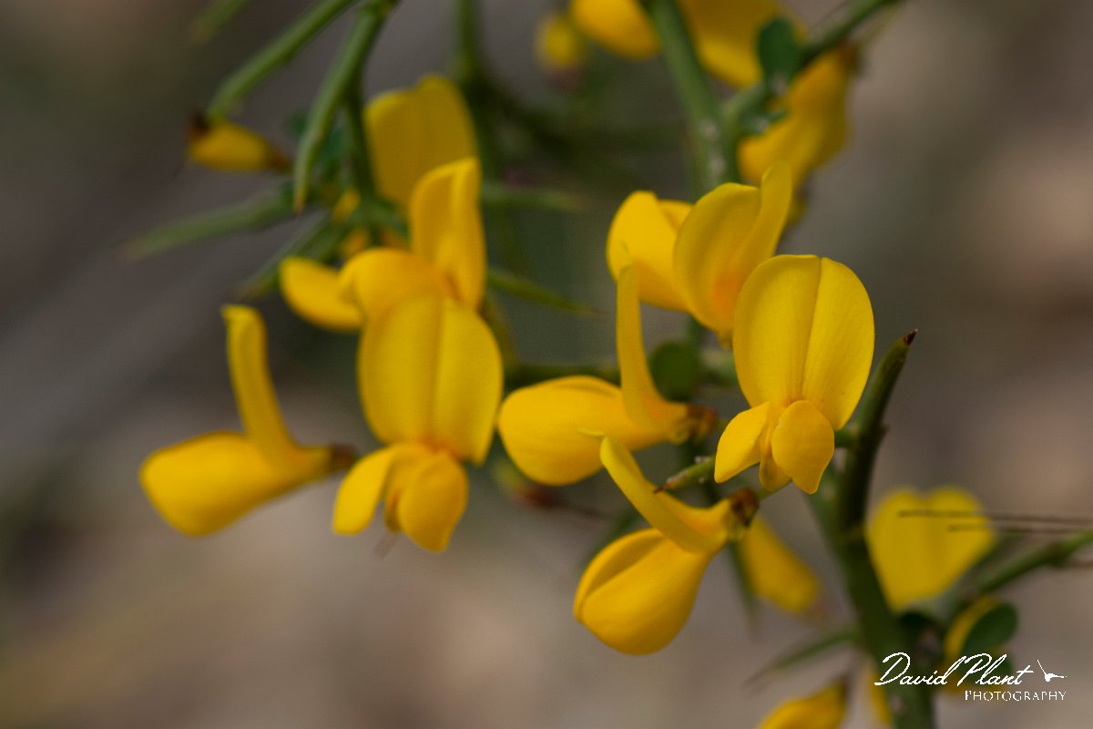 DPPhotography - Mallorca - Genista lucida - B.jpg - Genista lucida - Betlam coast, Mallorca
