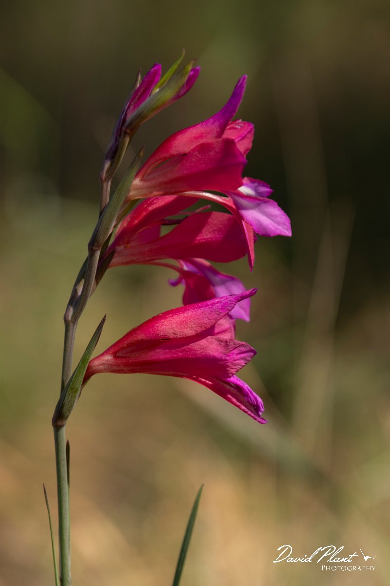 DPPhotography - Mallorca - Gladiolus italica - A.jpg - Gladiolus italica - Cap de Cala Figuera, Mallorca