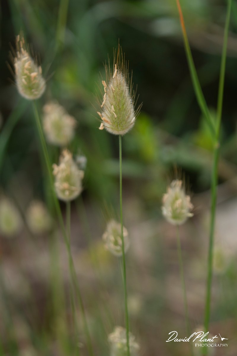 DPPhotography - Mallorca - Harestail, Lagurus ovatus - A.jpg - Harestail, Lagurus ovatus - Cala Mondrago, Mallorca