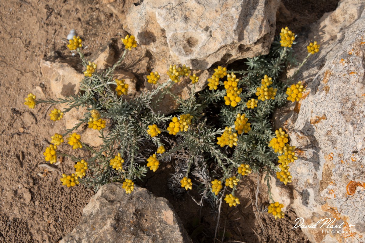 DPPhotography - Mallorca - Helichrysum stoechas - A.jpg - Helichrysum stoechas - Cap de Ses Salines, Mallorca