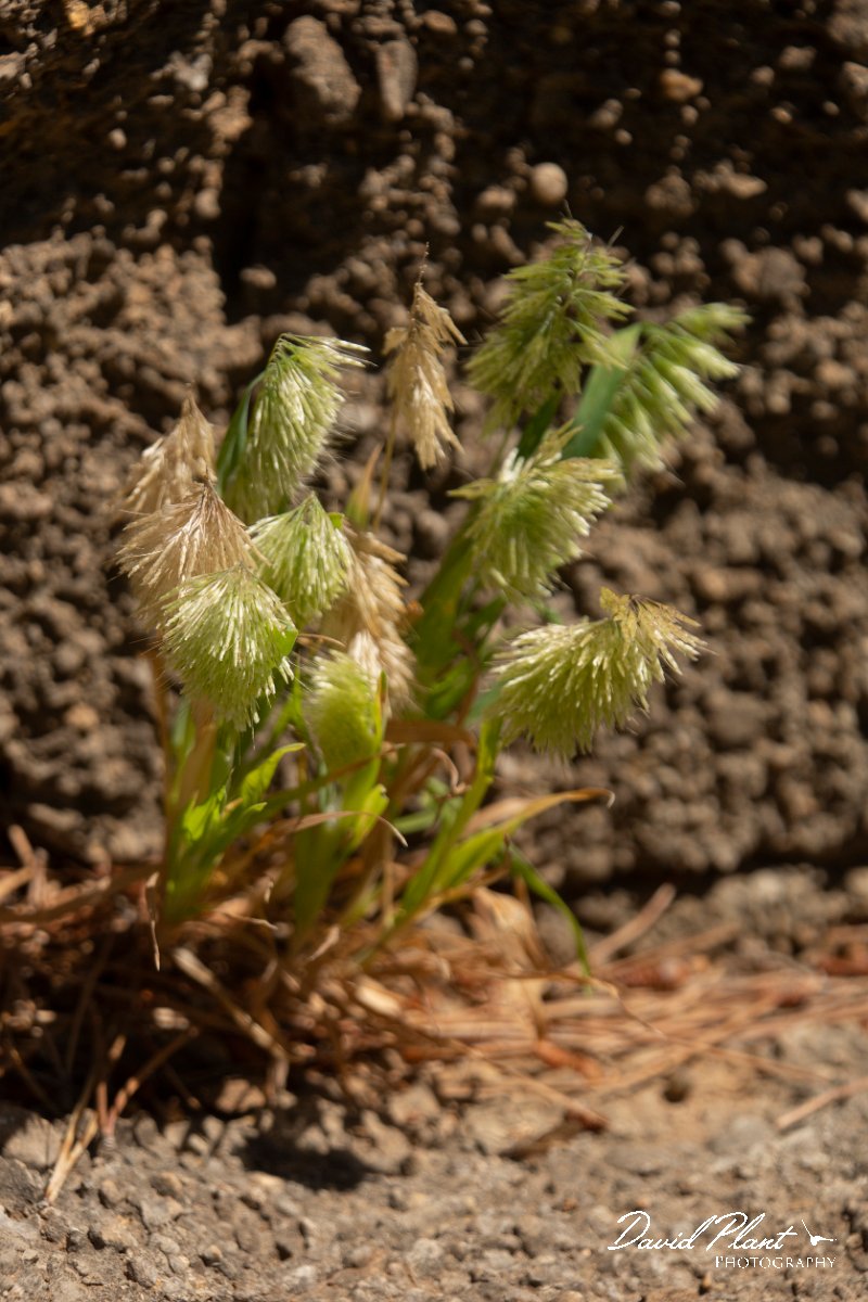 DPPhotography - Mallorca - Lamarckia aurea - A.jpg - Lamarckia aurea - Sa Dragonera, Mallorca