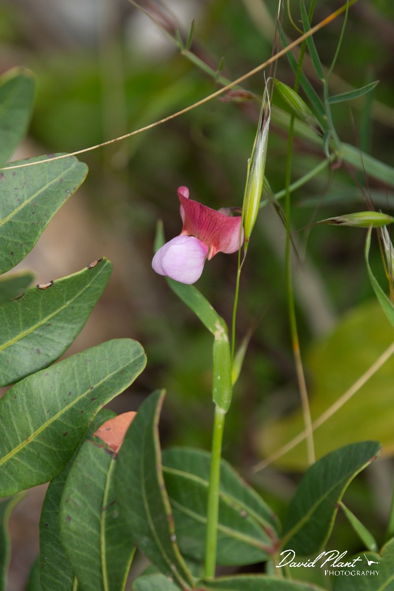 DPPhotography - Mallorca - Lathyrus clymenum - A.jpg - Lathyrus clymenum - Betlam coast, Mallorca