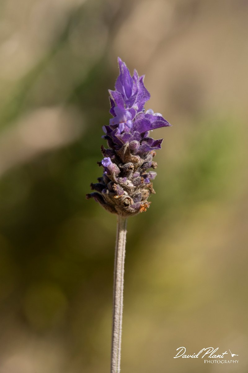 DPPhotography - Mallorca - Lavandula dentata - A.jpg - Lavandula dentata - Cap de Cala Figuera, Mallorca