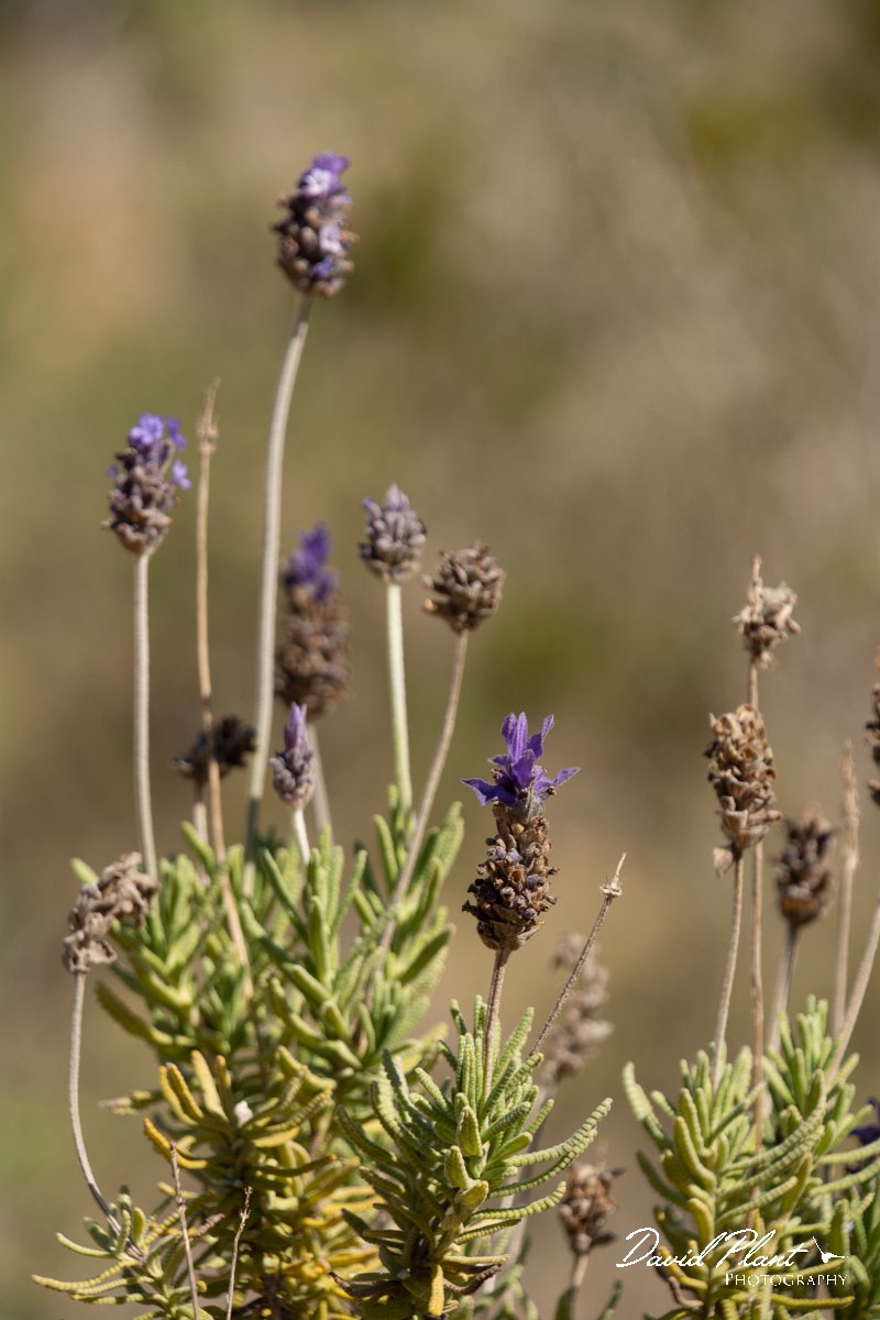 DPPhotography - Mallorca - Lavandula dentata - B.jpg - Lavandula dentata - Cap de Cala Figuera, Mallorca